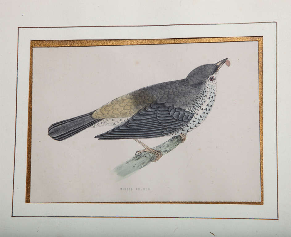 Missel Thrush Bird Original Painting with Engrave Technique