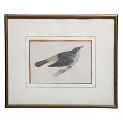 Missel Thrush Bird Original Painting with Engrave Technique