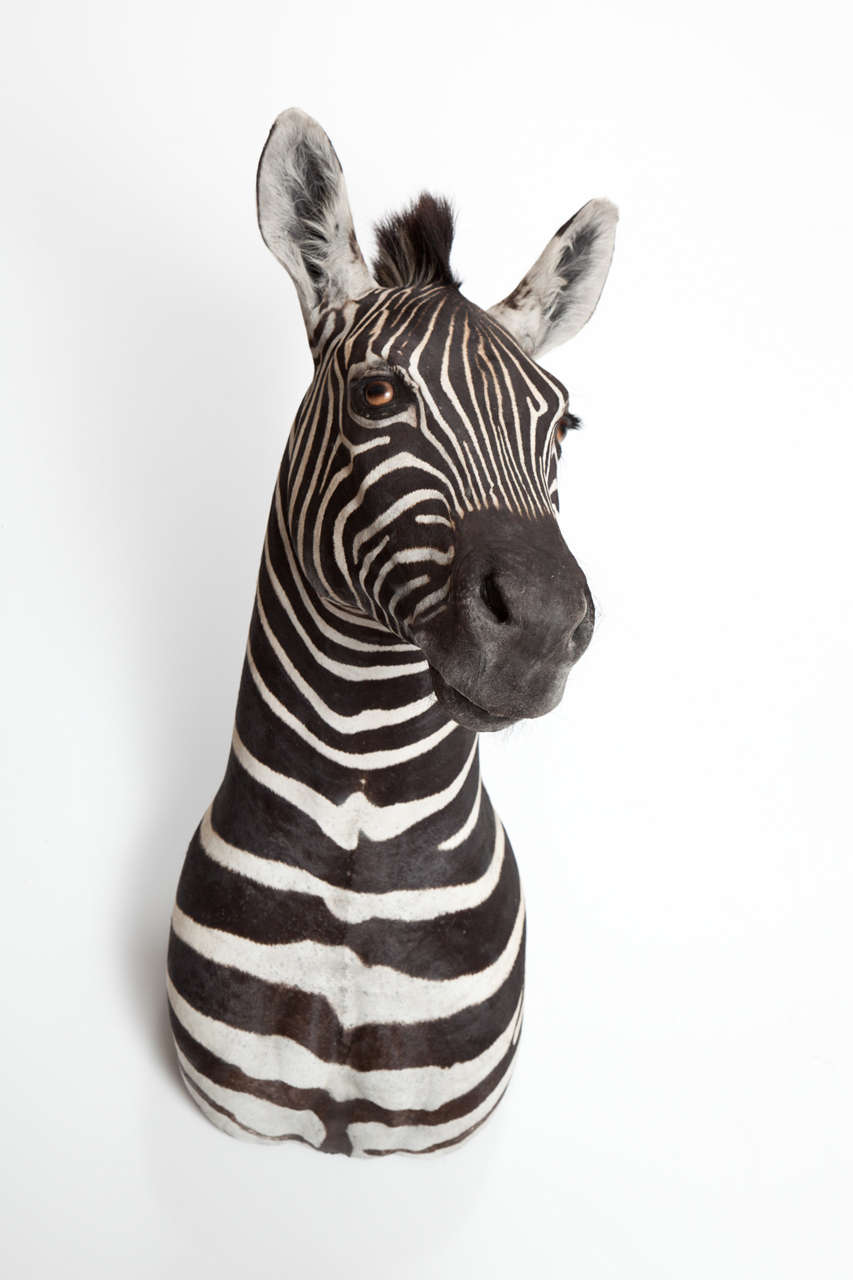 Vintage zebra taxidermy. Very good condition. South Africa.