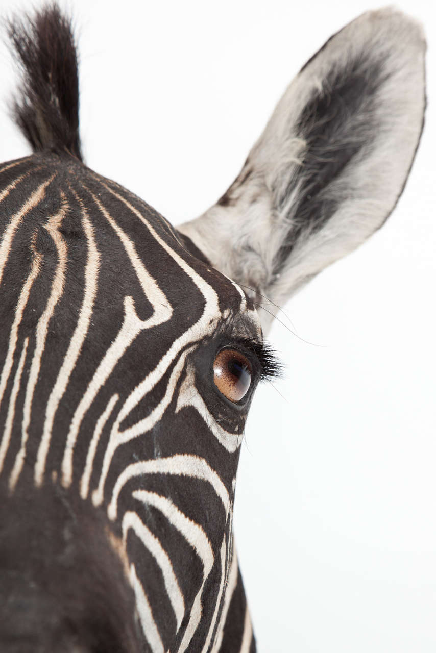 Modern Taxidermy, Zebra, Offered by Area ID