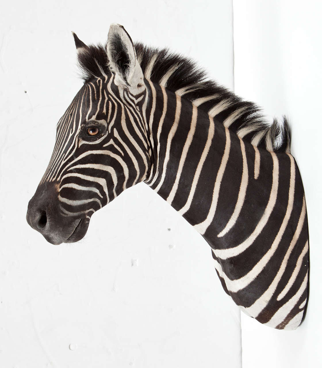 Hand-Crafted Taxidermy, Zebra, Offered by Area ID