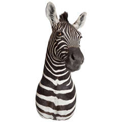 Taxidermy, Zebra, Offered by Area ID