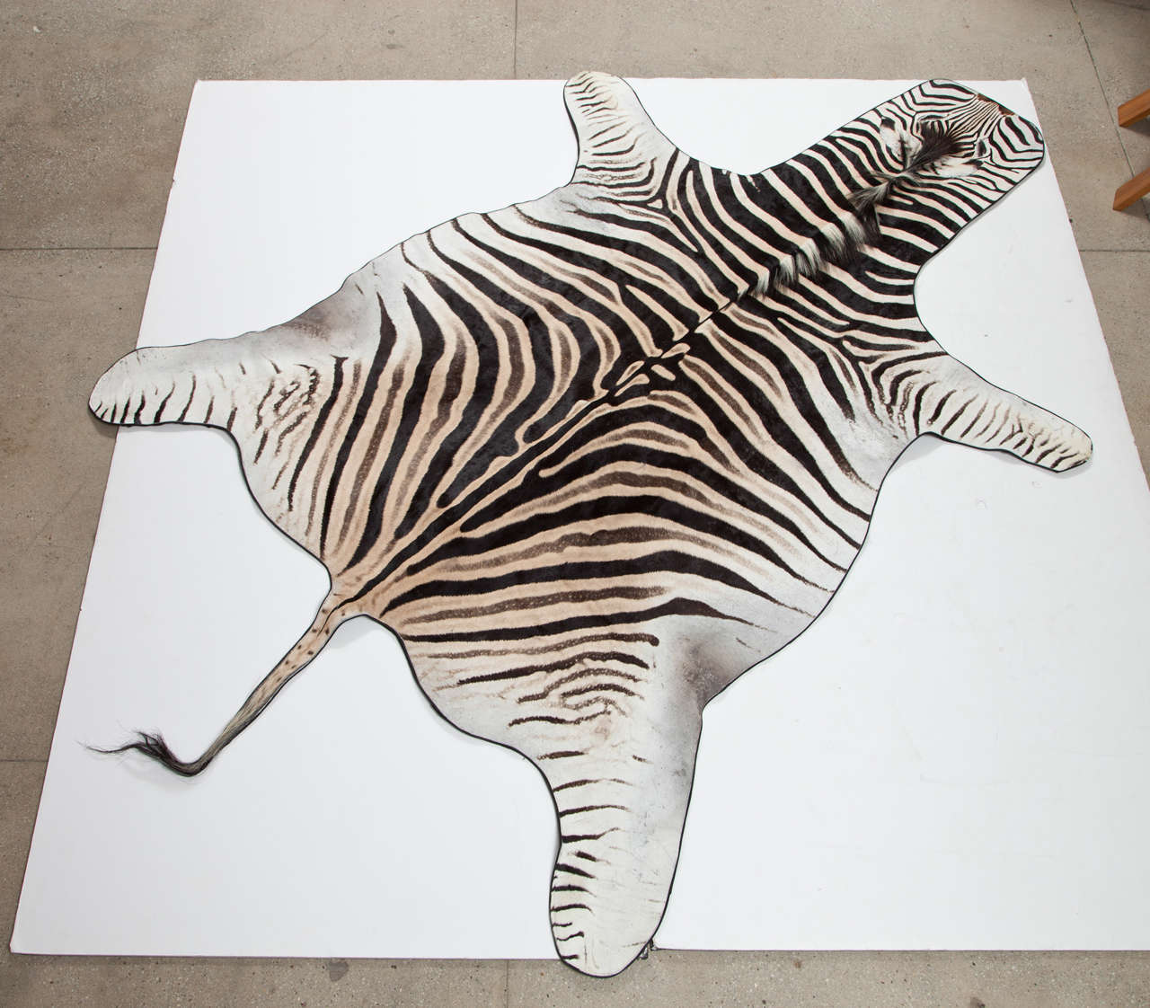 Beautiful zebra rug. Backed with wool and trimmed with leather.