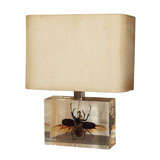 Unusual Table Lamp with Beetle Specimen