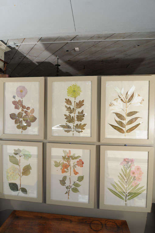 French Herbiers/Botanicals/Pressed Flowers