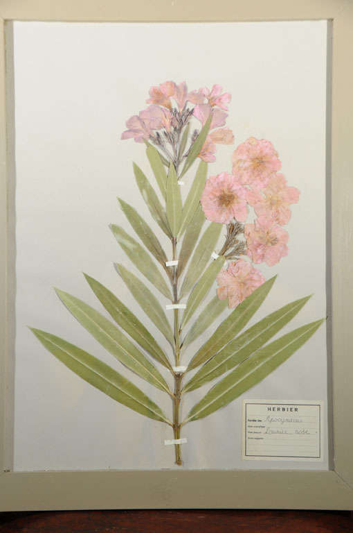 20th Century Herbiers/Botanicals/Pressed Flowers