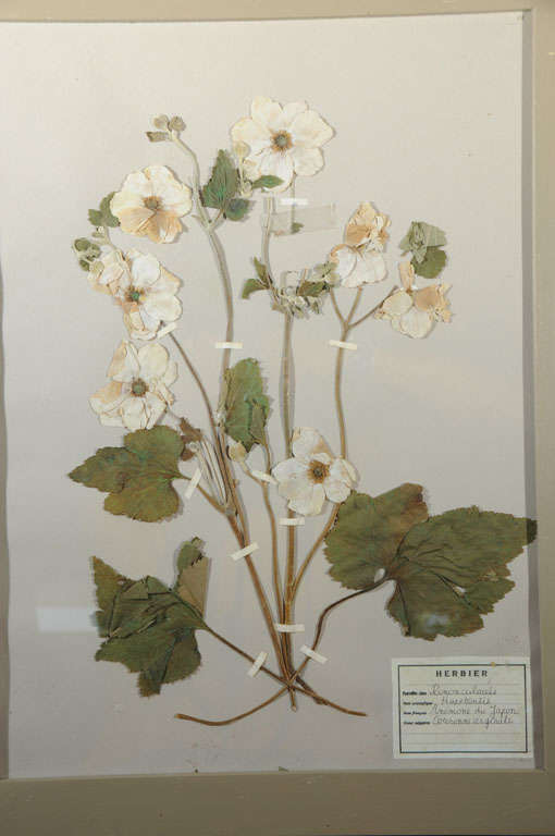 Herbiers/Botanicals/Pressed Flowers 4
