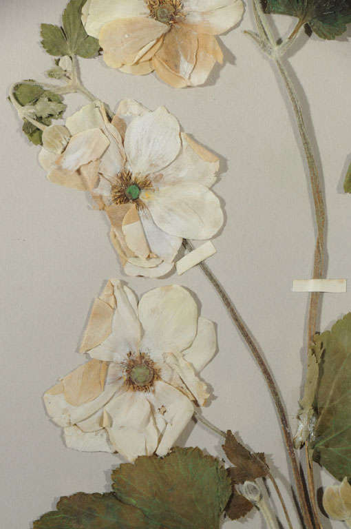 Herbiers/Botanicals/Pressed Flowers 5