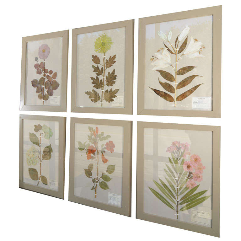 Herbiers/Botanicals/Pressed Flowers