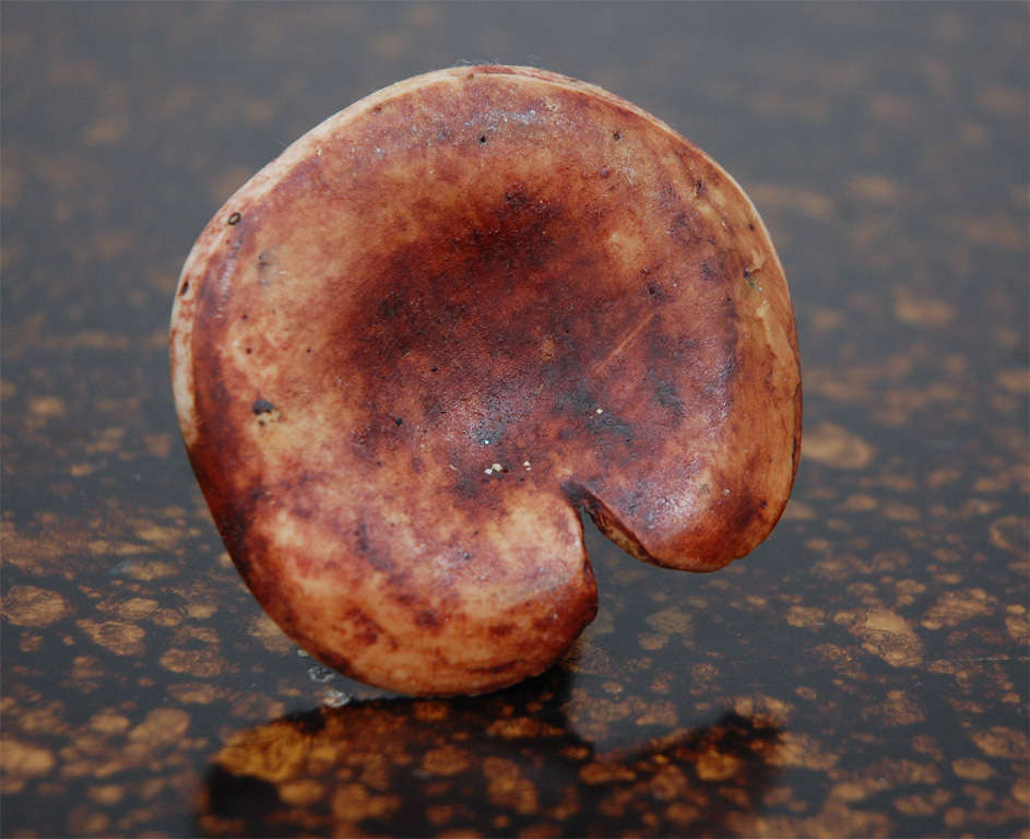 Hand Painted Ceramic Mushrooms by Hermes 3