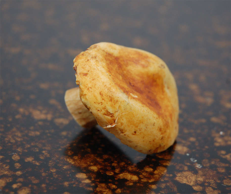 Hand Painted Ceramic Mushrooms by Hermes 4