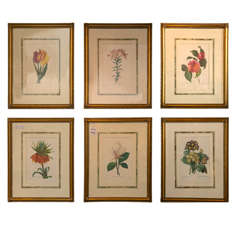 Vintage On Sale! Set of Six Botanical Prints Style of Madeleine Francoise Basseport