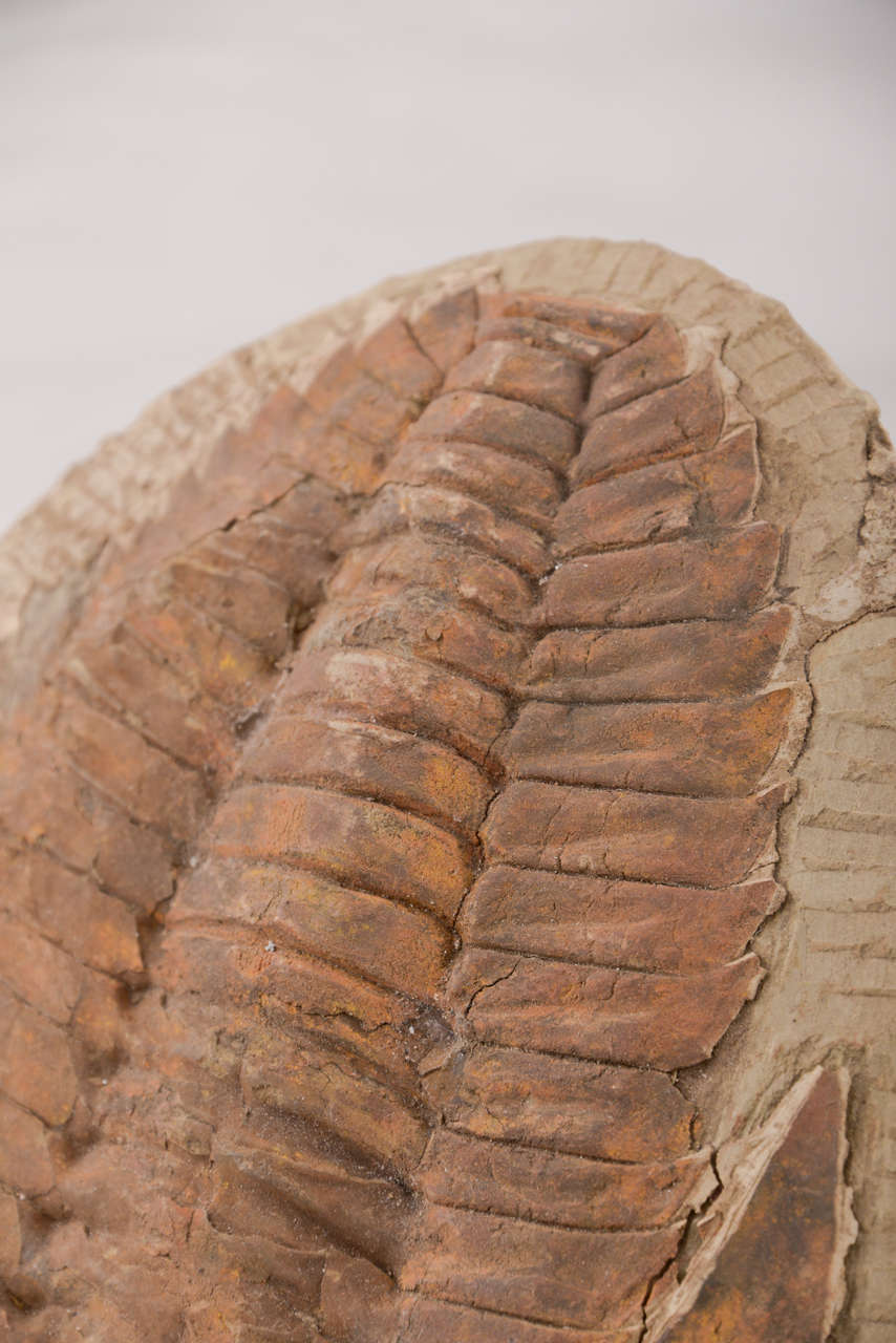 Large Trilobite Fossil For Sale at 1stDibs trilobites for sale