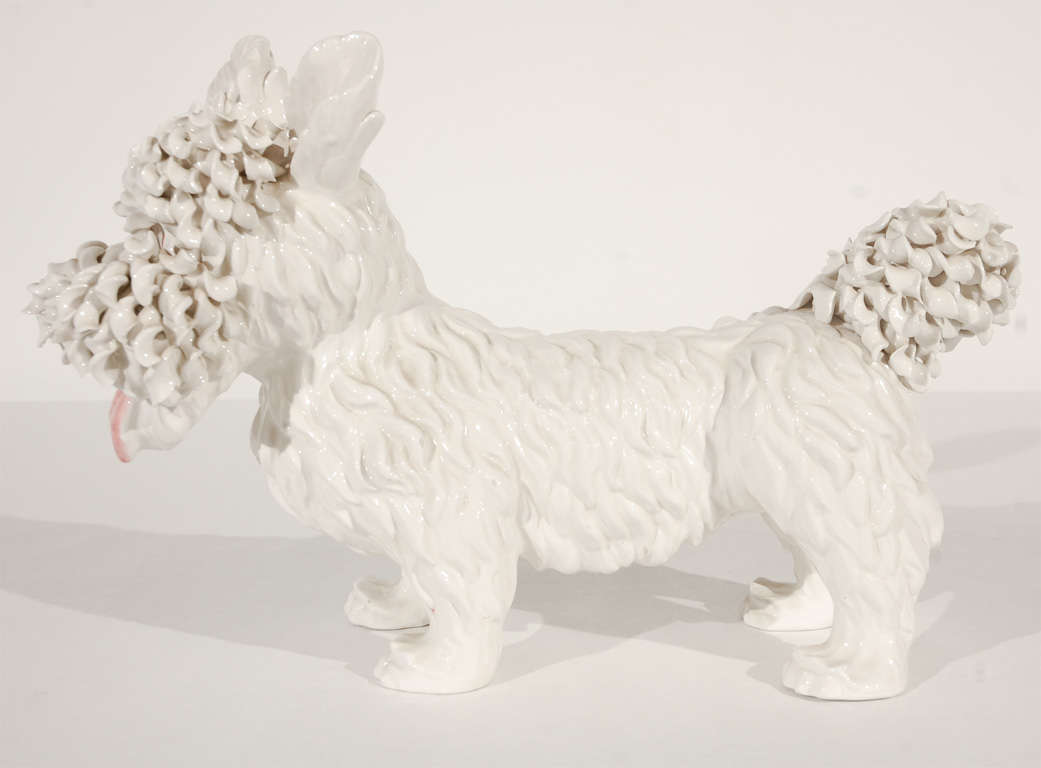 Italian Amusing West Highland Terrier