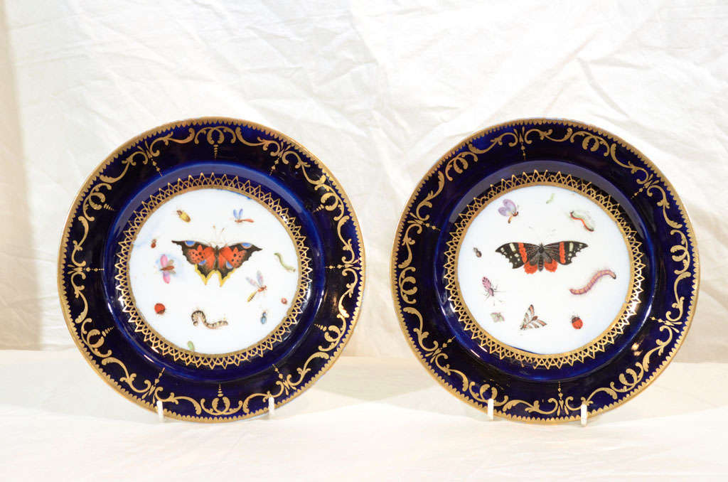 A pair of fanciful, deep cobalt blue Worcester cabinet plates individually painted with butterflies, catepillers, a lady bug and other insects.