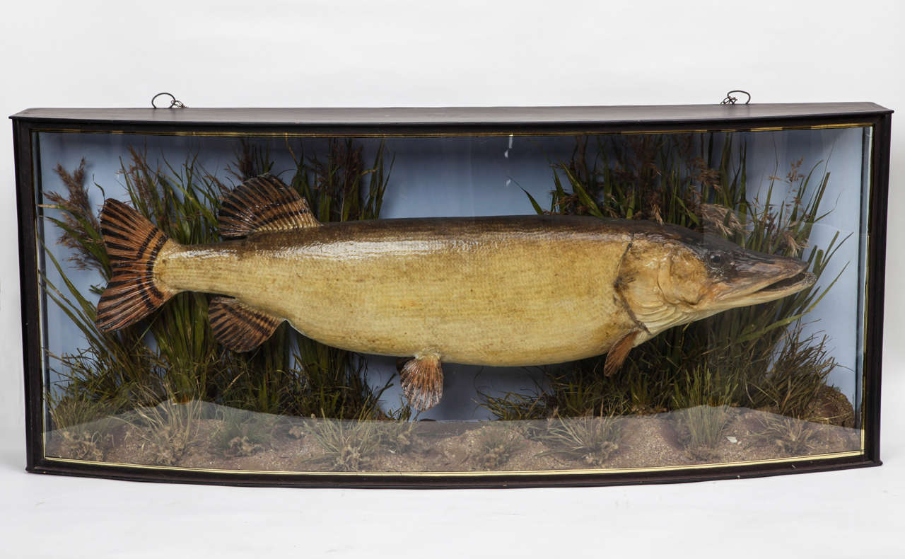 19th century staffed fish in its original Habitat case.