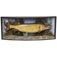 19th Century Italian Stuffed Fish in Original Habitat Case, 1890s