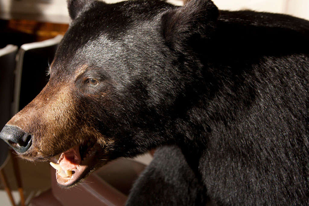 stuffed real bear