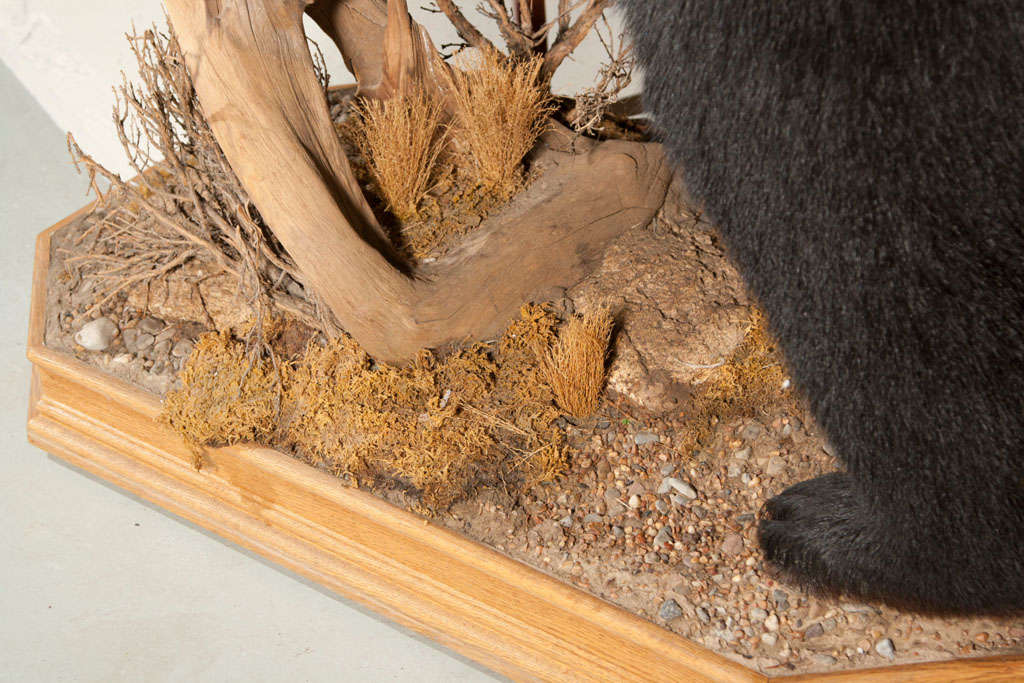 Stuffed & Mounted Taxidermy Bear In Excellent Condition In Manhasset, NY