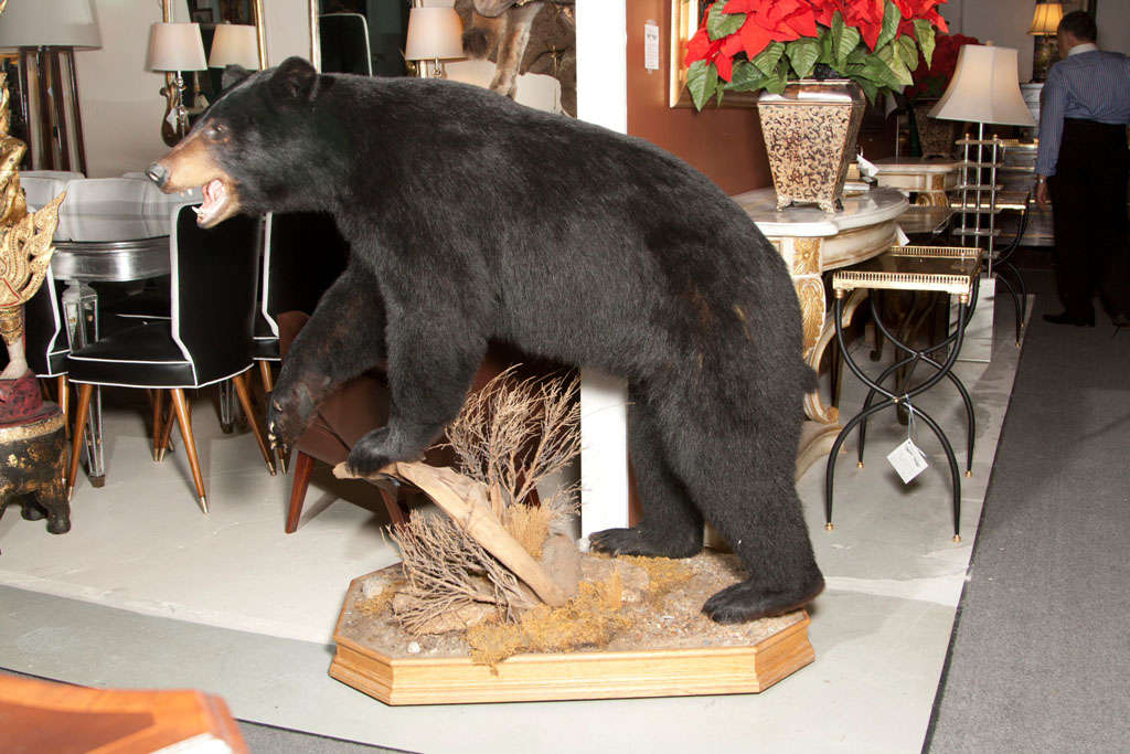 A spectacular Stuffed black bear on mount.