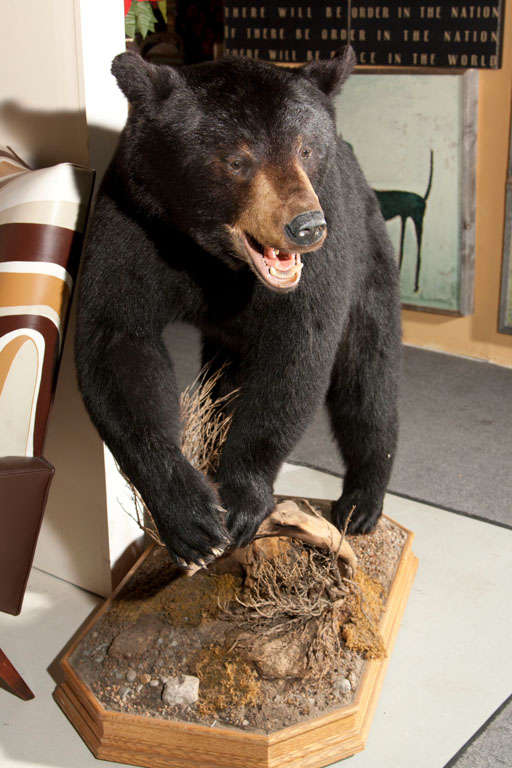 Stuffed and Mounted Taxidermy Bear at 1stdibs