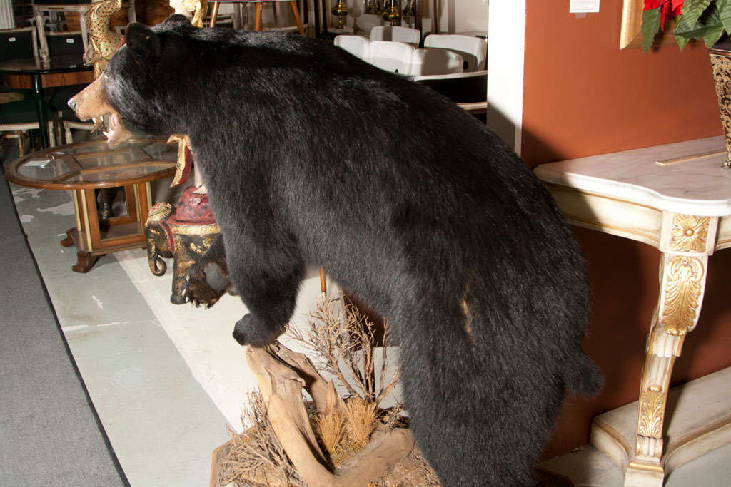 Stuffed and Mounted Taxidermy Bear at 1stDibs stuffed real bear
