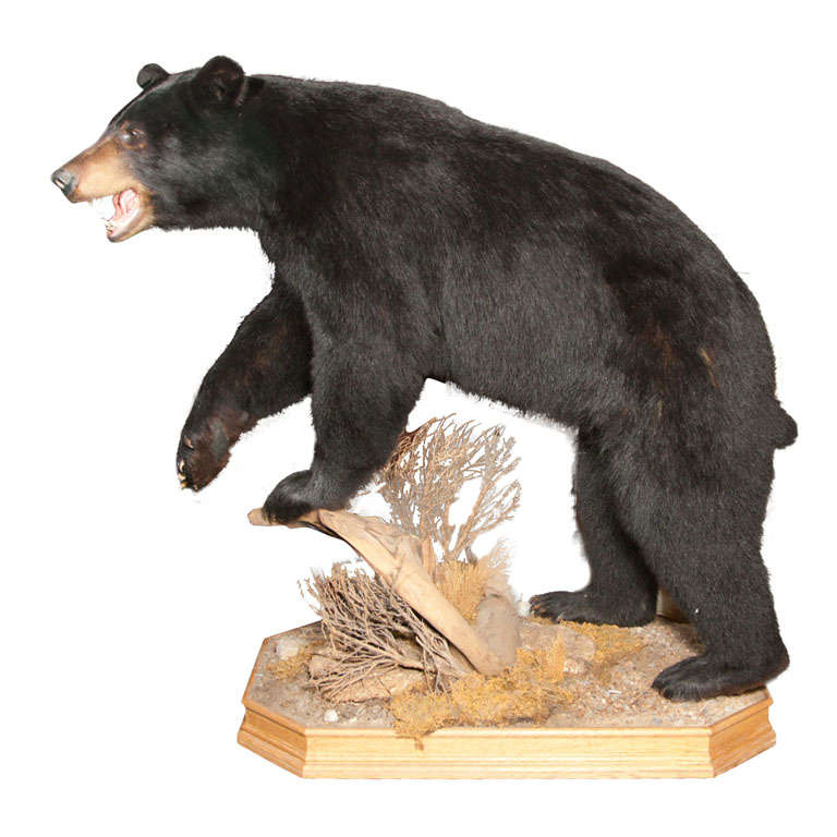 Stuffed and Mounted Taxidermy Bear at 1stDibs stuffed real bear