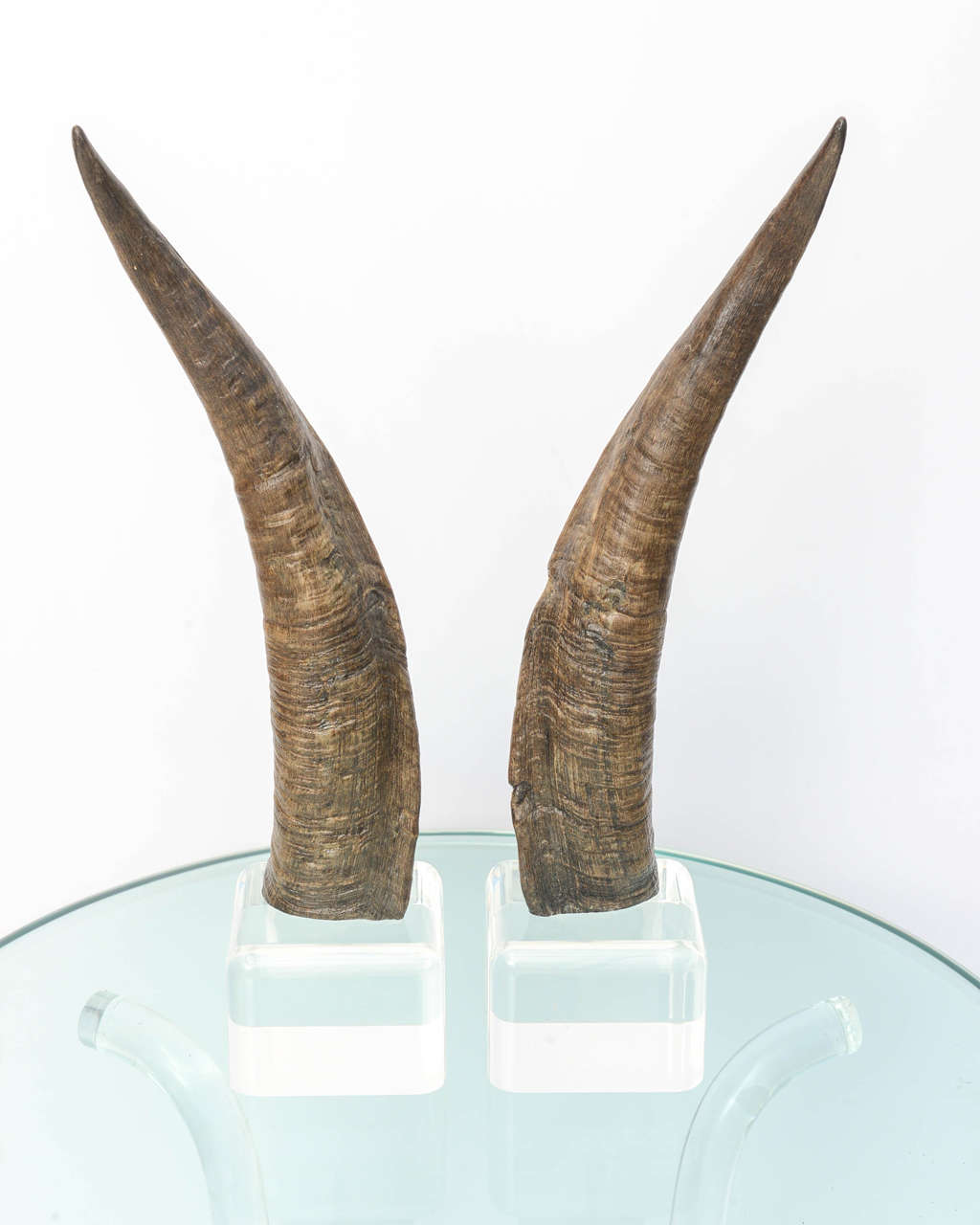  Pair of horns mounted on a Lucite base. 

Note: Overall height of one is 15.50