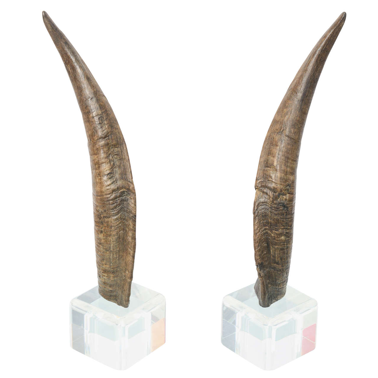 Pair of  Horns on Lucite Bases 