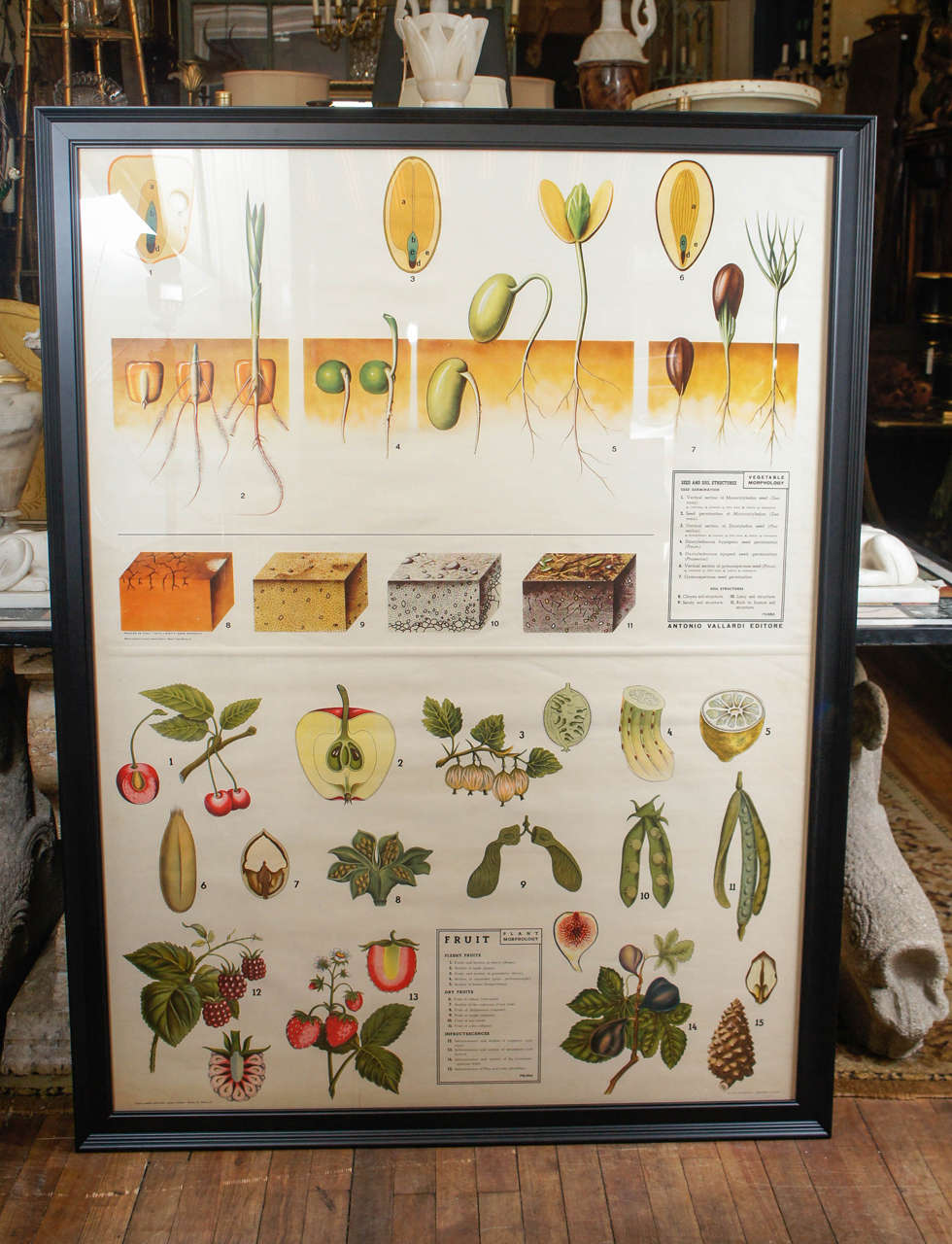 This very large chromolithographic print on architects paper was printed in Italy and is dated 1948. Designed as a teaching tool for science classes the piece shows cell structure and leaf formation, as well as plant reproduction. Newly framed the
