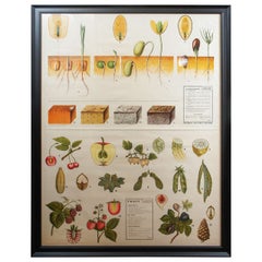 Large Framed 20th Century Scientific Teaching Print