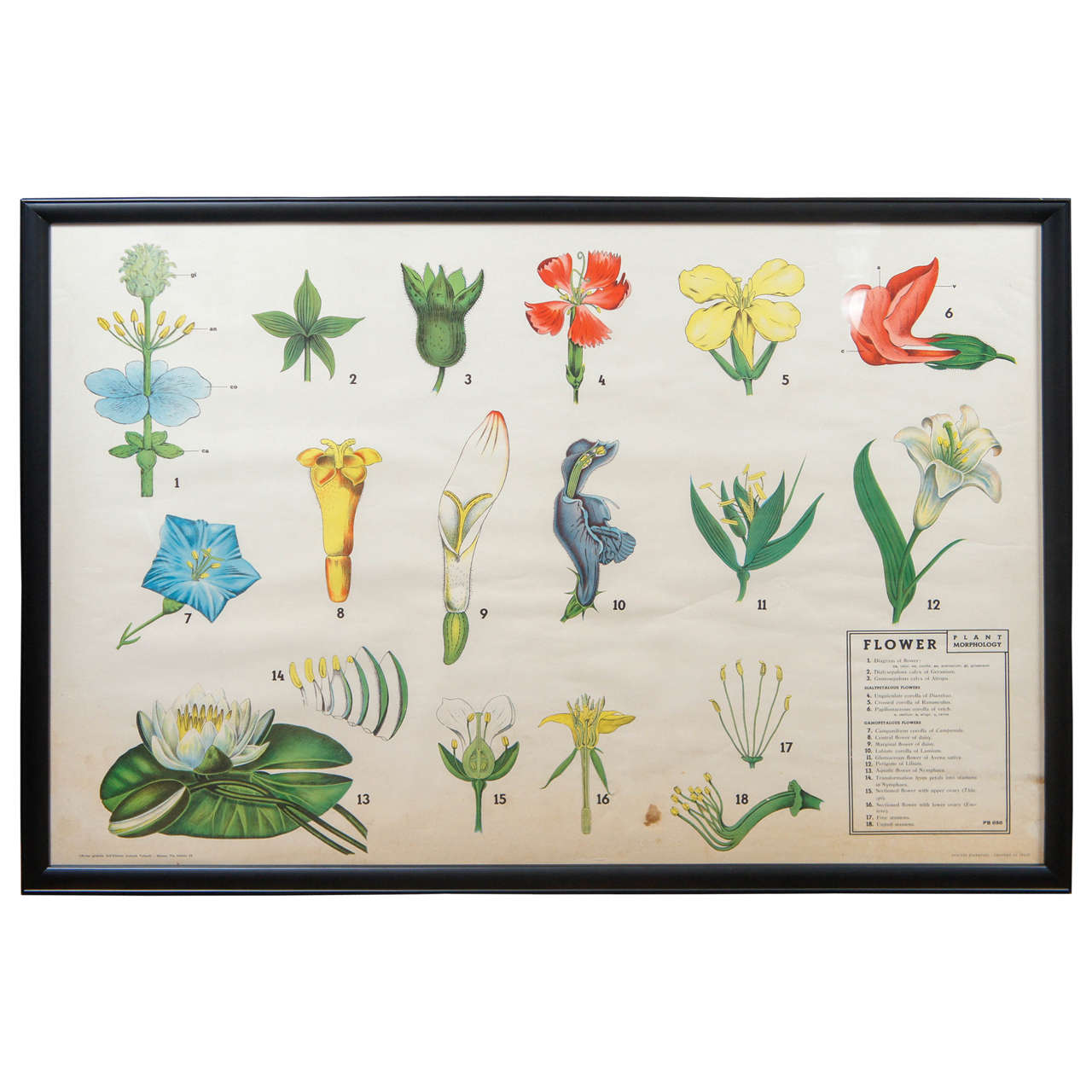 Set of Six Large Framed 20th Century Teaching Aids on the Floral Sciences