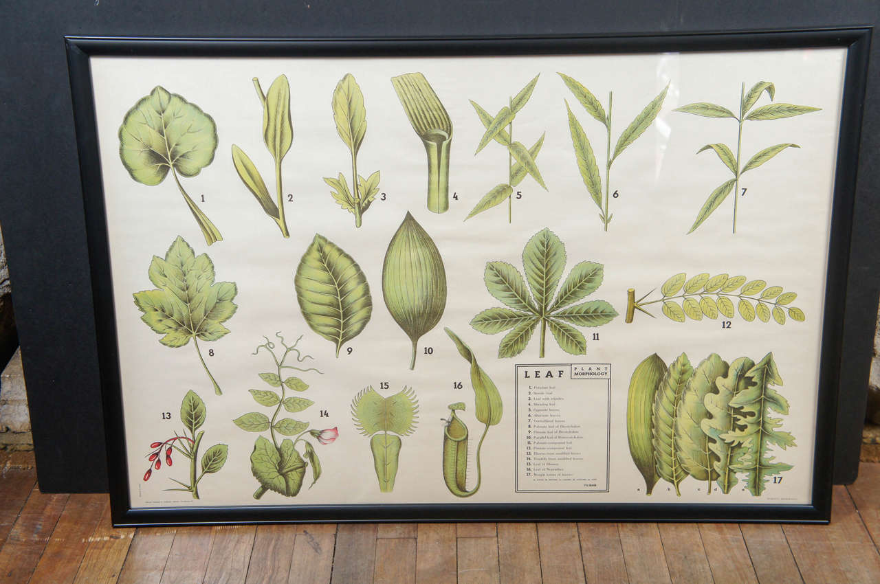 Wood Set of Six Large Framed 20th Century Teaching Aids on the Floral Sciences