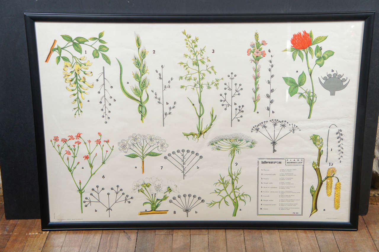 Set of Six Large Framed 20th Century Teaching Aids on the Floral Sciences 3