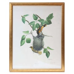 "Baltimore Oriole" Hand-Signed Lithograph