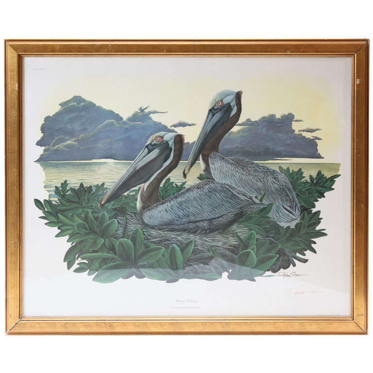 Brown Pelican Lithograph, Signed For Sale