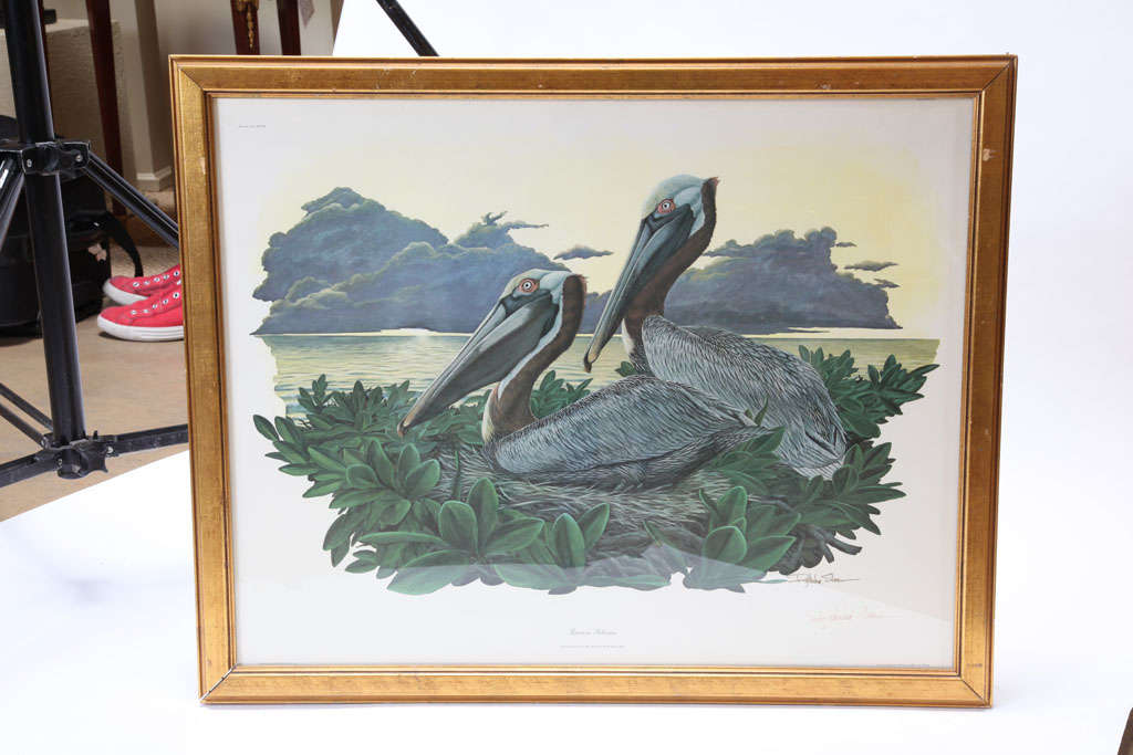 Brown Pelican Lithograph, Signed For Sale at 1stDibs | brown pelican
