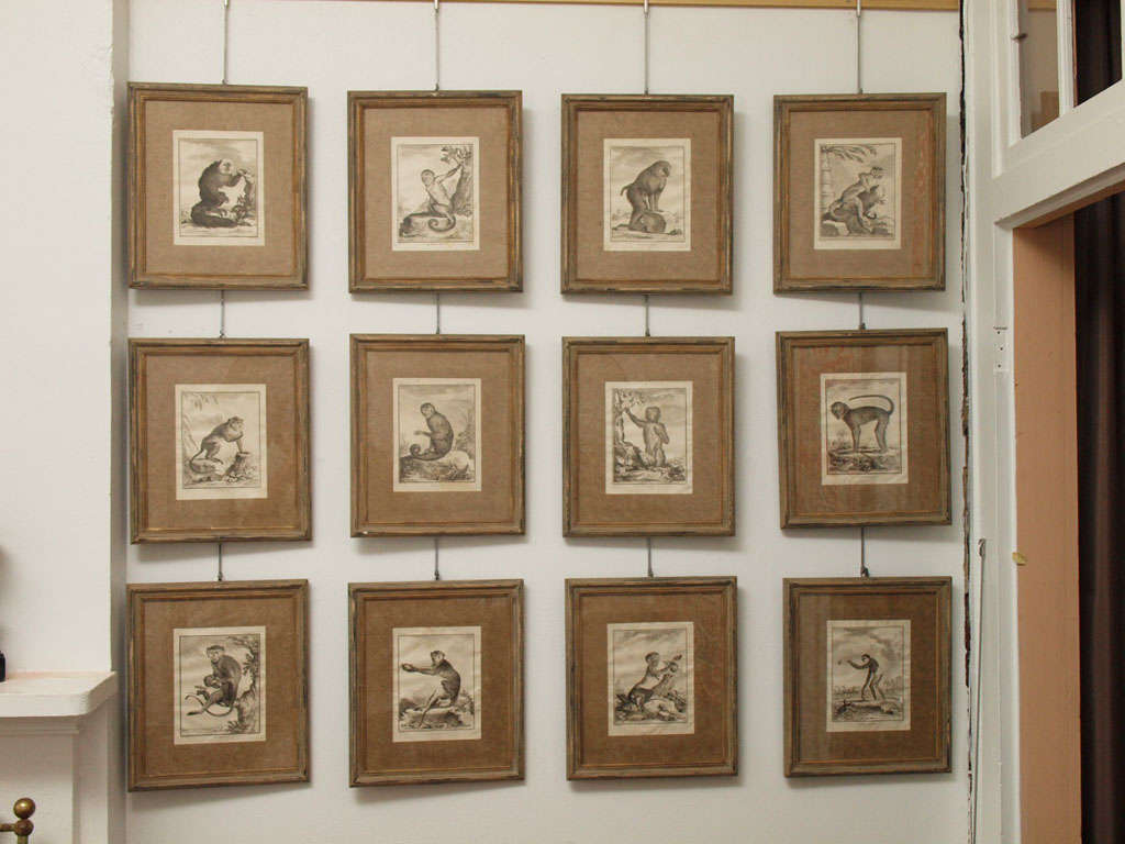 Set of 12 Early Engravings of Monkeys