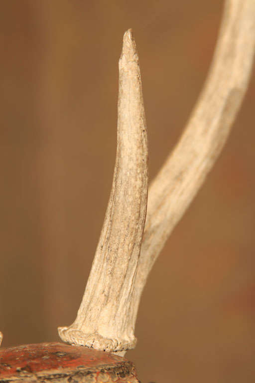 Burmese Carved Wood Nat Head with Antlers 1