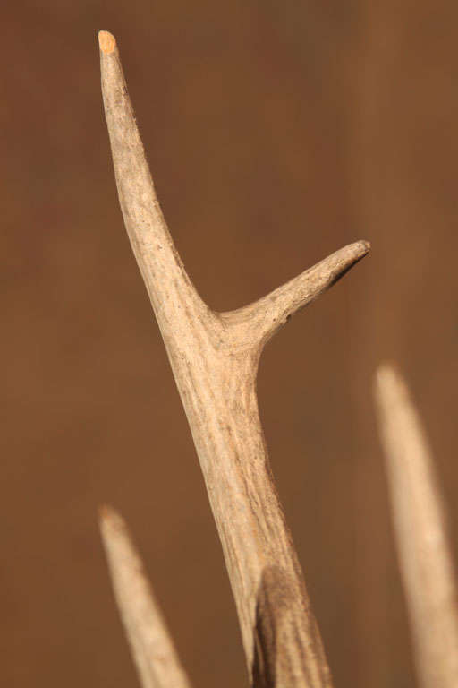 Burmese Carved Wood Nat Head with Antlers 2