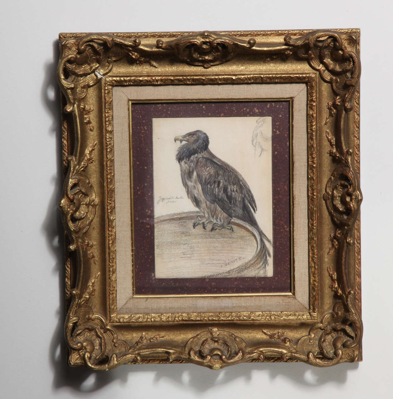 Drawing on paper of a condor by Edouard Paul Merite, French painter and sculptor. Gilt frame. Signed.