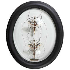 Insect Study