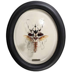 Insect Study