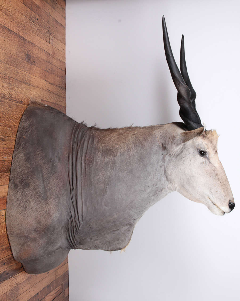 Beeindruckendes Schulterstück einer ostafrikanischen Elenantilope aus den frühen 2000er Jahren. Aufrecht, nach vorne montiert. Tolle Färbung und Taxidermie in ausgezeichnetem Zustand. Bitte beachten Sie, dass sich dieser Artikel an einem unserer