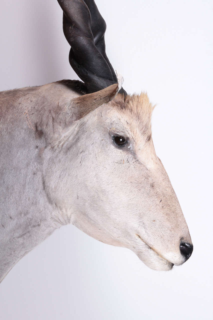 2000er Afrikanisches Eland Taxidermie Schulterstütze im Zustand „Gut“ im Angebot in New York, NY