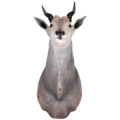 African Eland Taxidermy Shoulder Mount 4