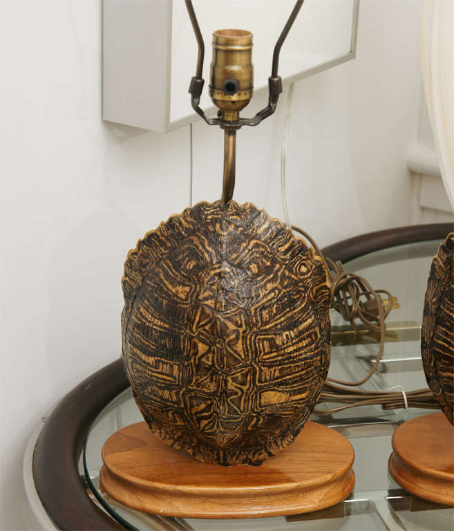 Pair of Turtle Shell Lamps 2