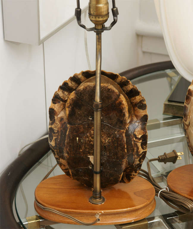 20th Century Pair of Turtle Shell Lamps