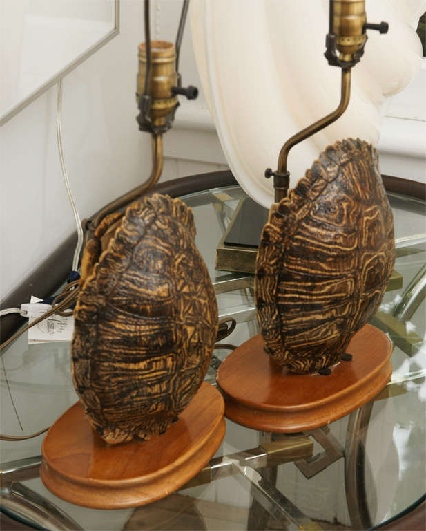 American Pair of Turtle Shell Lamps