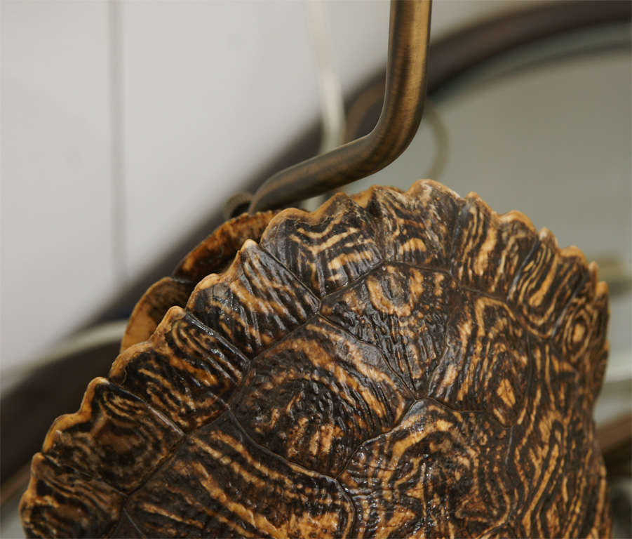 Pair of Turtle Shell Lamps 3